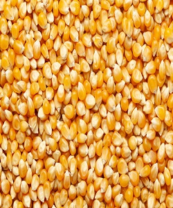 MAIZE 